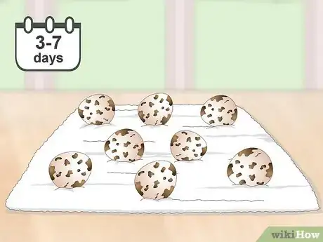 Imagen titulada Breed Quail Step 19