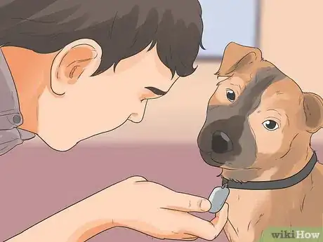 Imagen titulada Catch a Stray Dog Step 14