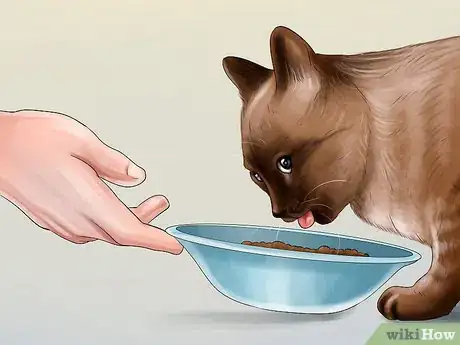 Imagen titulada Feed a Pregnant or Nursing Cat Step 4