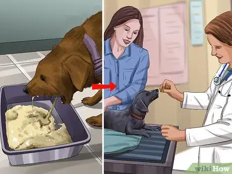 Imagen titulada Treat Pyometra in Dogs Step 1