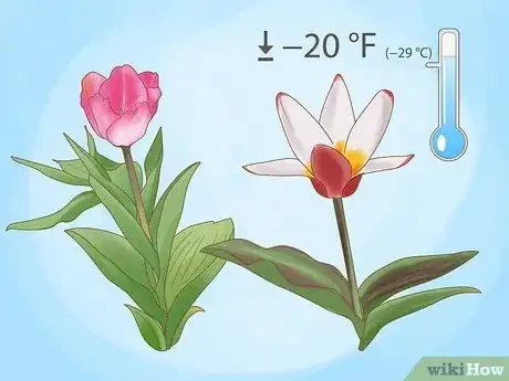 Imagen titulada Plant Bulbs in Grass Step 6