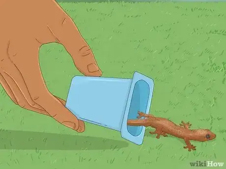 Imagen titulada Catch a Lizard in the House Step 11