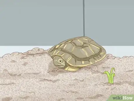 Imagen titulada Care for a Red Eared Slider Turtle Step 14