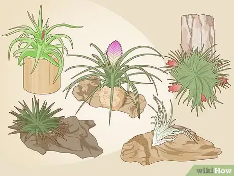 Imagen titulada Care for a Bromeliad Step 2