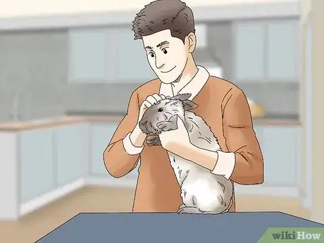 Imagen titulada Care for Lionhead Rabbits Step 9