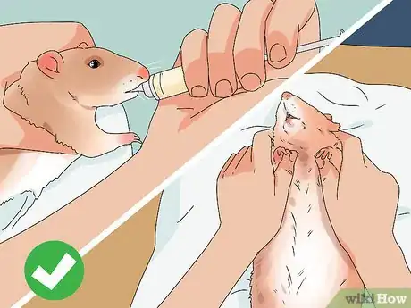 Imagen titulada Take Care of a Paralyzed Rat Step 4