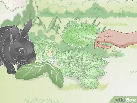Imagen titulada Feed a Wild Rabbit Step 4