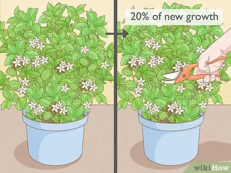 Imagen titulada Prune Jasmine Step 11