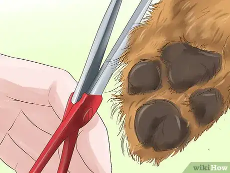 Imagen titulada Trim the Coat of a Long Hair Dog Step 12