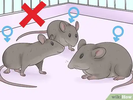 Imagen titulada Care for an Injured Pet Mouse Step 12