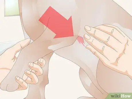 Imagen titulada Get Rid of a Rash on a Dog Step 8