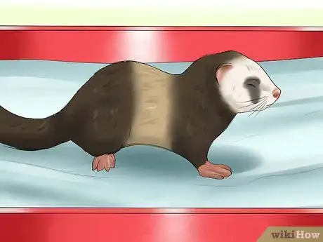 Imagen titulada Breed a Pet Ferret Step 15