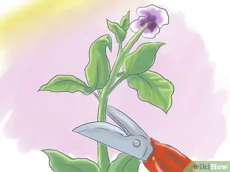 Imagen titulada Plant Pansies in Containers and Pots Step 12