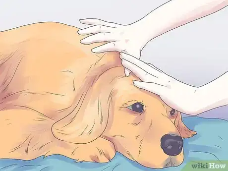 Imagen titulada Help Your Dog During a Seizure Step 5