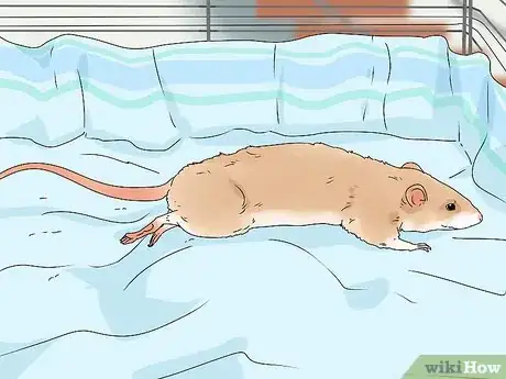 Imagen titulada Take Care of a Paralyzed Rat Step 7