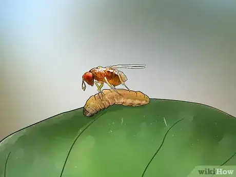 Imagen titulada Control Armyworms Step 10