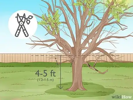 Imagen titulada Prune Walnut Trees Step 8