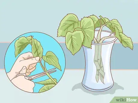 Imagen titulada Prune Begonias Step 12
