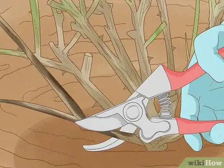 Imagen titulada Prune Drift Roses Step 7