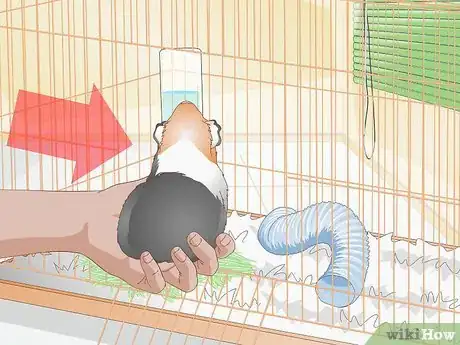 Imagen titulada Clean up After Your Guinea Pig Step 1