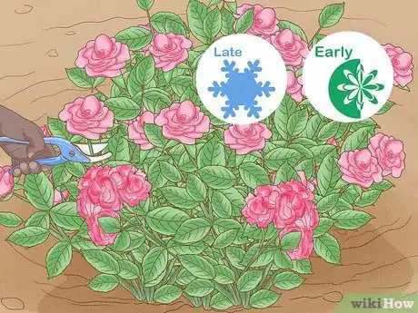 Imagen titulada Prune Drift Roses Step 1