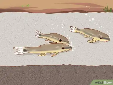 Imagen titulada Care for Neon Tetra Step 10