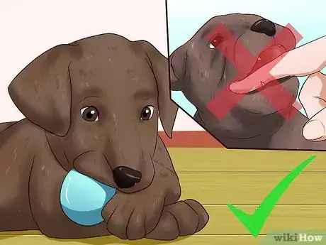 Imagen titulada Get Your Puppy to Stop Biting Step 12