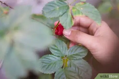 Imagen titulada Tell Raspberries and Blackberries Apart Step 1