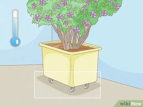 Imagen titulada Care for a Purple Flower Potato Bush Step 6