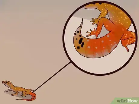 Imagen titulada Care for a Leopard Gecko Step 19