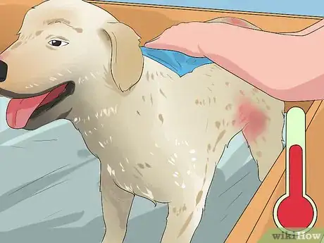 Imagen titulada Clean a Mother Dog After She Gives Birth Step 4