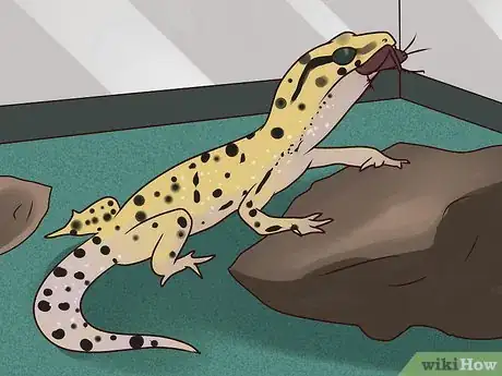 Imagen titulada Care for a Leopard Gecko Step 12