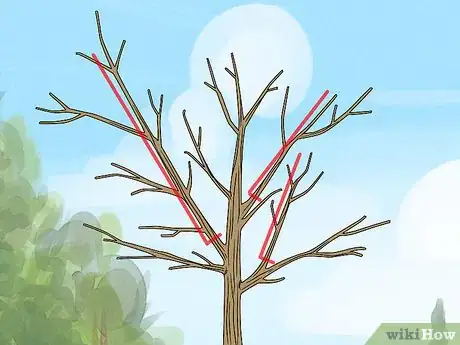 Imagen titulada Trim Oak Trees Step 3