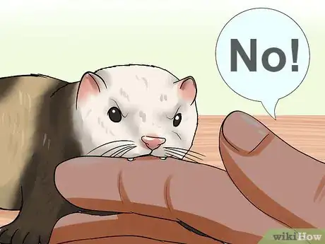 Imagen titulada Breed a Pet Ferret Step 16