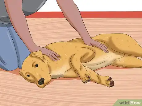 Imagen titulada Measure a Dog's Pulse Step 1