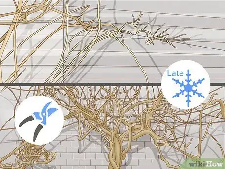 Imagen titulada Prune Wisteria Step 5