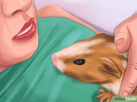 Imagen titulada Help a Guinea Pig Feel Less Anxious Step 8