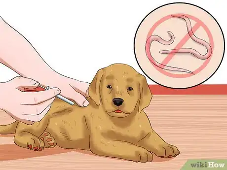 Imagen titulada Treat Hookworms in Dogs Step 12