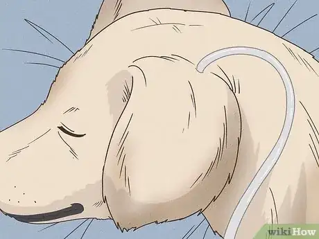 Imagen titulada Treat Aural Hematomas in Dogs Step 2