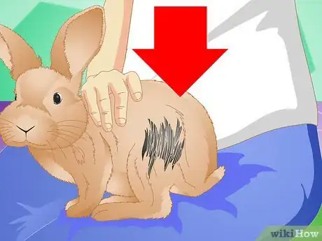 Imagen titulada Clean Your Rabbit Without Bathing It Step 2