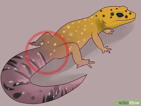 Imagen titulada Care for a Leopard Gecko Step 20