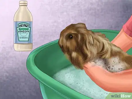 Imagen titulada Help a Guinea Pig Feel Less Anxious Step 3
