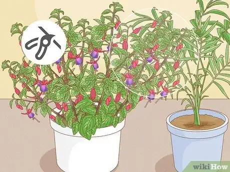 Imagen titulada Prune Fuschias Step 5