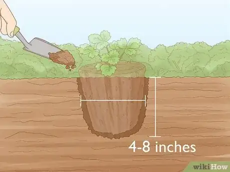 Imagen titulada Grow Strawberries Step 8