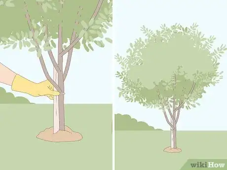 Imagen titulada Attract Pigeons Step 9