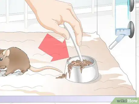 Imagen titulada Know if a Gerbil Is Ill Step 7
