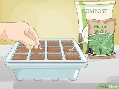 Imagen titulada Grow Melons Step 4