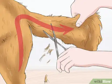 Imagen titulada Trim the Coat of a Long Hair Dog Step 11