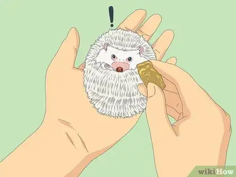 Imagen titulada Tame a Hedgehog Step 5
