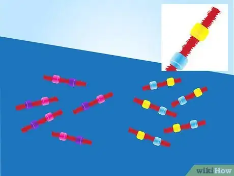 Imagen titulada Make a Model of DNA Using Common Materials Step 12